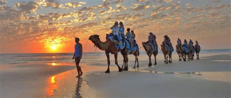 Broome Camel Safaris | Sunset Camel Rides Cable Beach