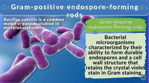 Gram-positive endospore-forming rods Definition and Examples - Biology ...