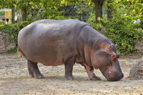 Hippopotamus Hippo Zoo · Free photo on Pixabay