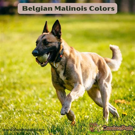 Are Belgian Shepherds Hypoallergenic