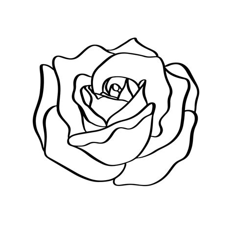 Rose sketch. Black outline on white background. Vector illustration ...