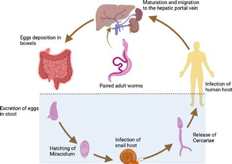 Life cycle of Schistosoma mansoni | Download Scientific Diagram