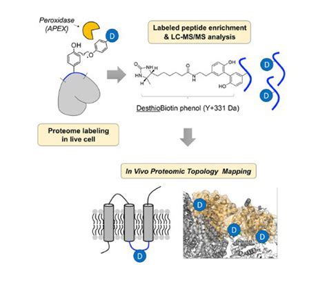 Understanding the architectures of inner mitochondrial membrane proteins