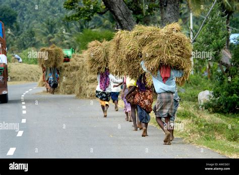 RURAL TAMIL NADU VILLAGE SCENE THENKASI Stock Photo - Alamy