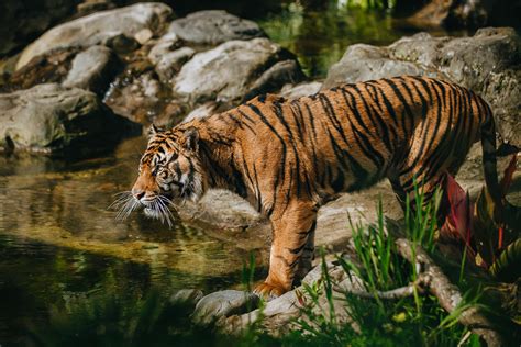 Adorable Introduction: Sumatran Tiger Triplets Unveiled by Zookeeper at ...