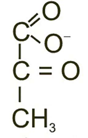 Pyruvate | Definition, Structure & Uses - Video & Lesson Transcript ...