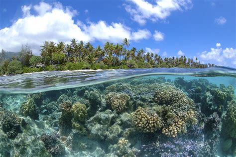 Types of Coral Reefs - Coral Reef Alliance