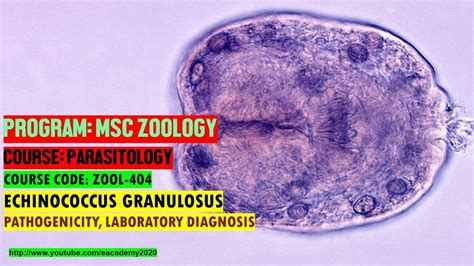 Echinococcus Granulosus Morphology