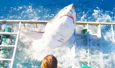 Insane video shows great white shark break into a dive cage with a ...