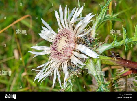 Carline Thistle, Carlina Vulgaris Stock Photo - Alamy