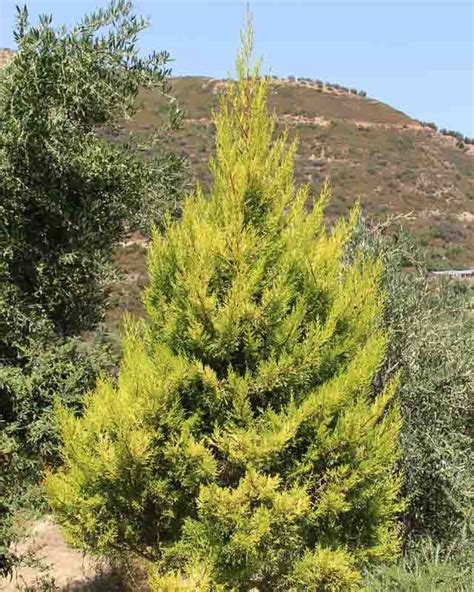 Cupressus macrocarpa 'Wilma' (Monterey Cypress)