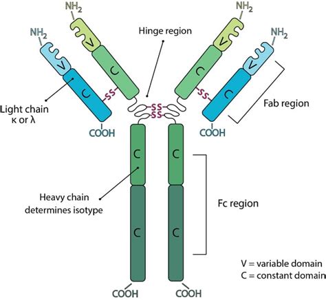 Antibody Structure | Bio X Cell