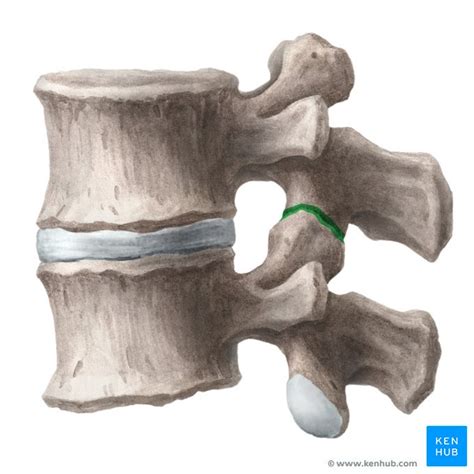 Zygapophyseal joint: definition, structure and function | Kenhub