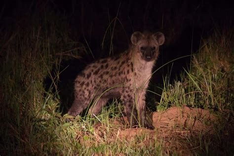 Spotted Hyena - Wildlife Vagabond