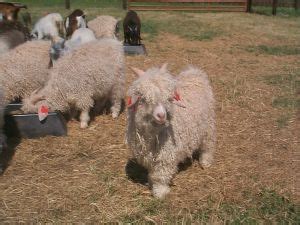 Goat Breeds Angora – Goats