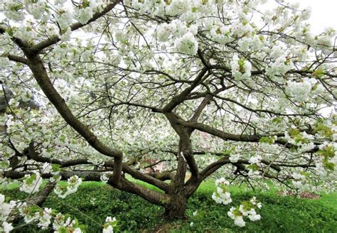 Prunus 'Shirotae' (Japanese Flowering Cherry)