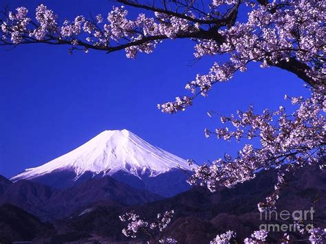 Mount Fuji and Cherry Blossoms Photograph by Roberto Prusso - Pixels