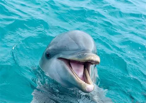 How Do Dolphins Communicate? - AnimalBehaviorCorner