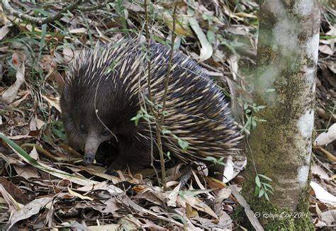 Echidna | This is an echidna, an Australian egg-laying mamma… | Flickr