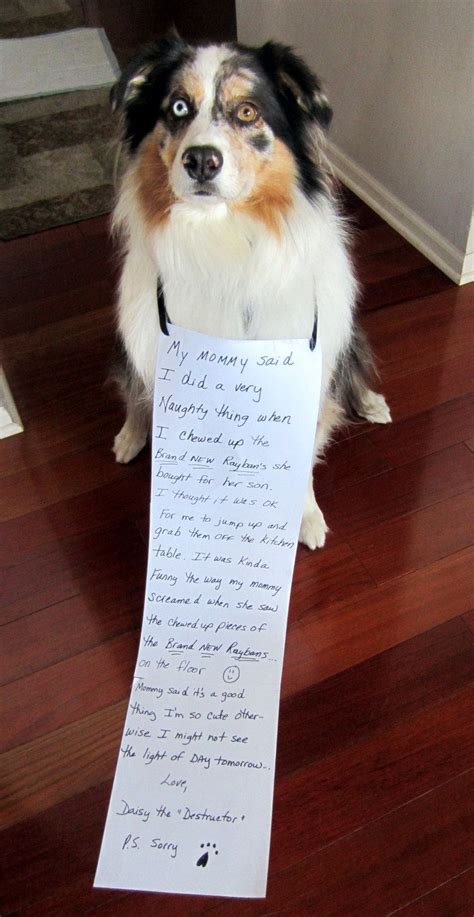 Bad dog wears sorry sign | Funny dog signs, Dog shaming funny, Funny ...