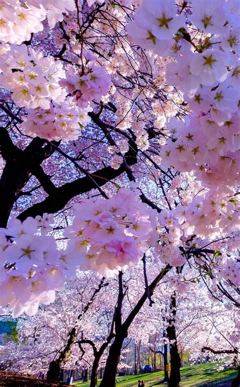 Pour Le Plaisir Des Yeux | Flowers nature, Beautiful flowers, Blossom trees