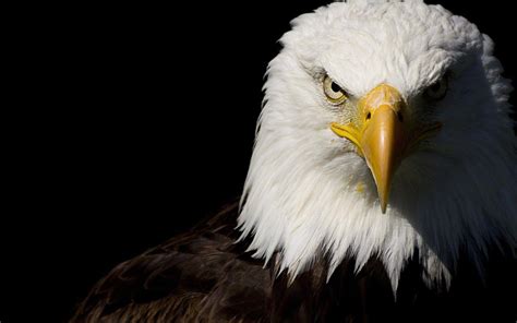 Bald Eagle HD Desktop Wallpaper: Widescreen: alta definición: pantalla ...