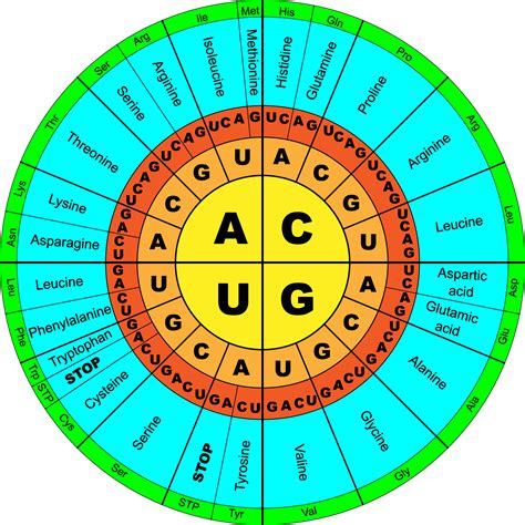 Dna clipart genetic code, Dna genetic code Transparent FREE for ...