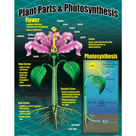 Life Science Poster Set - TCRP077 | Teacher Created Resources