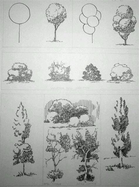 How To Draw A Tree: Step By Step Guide