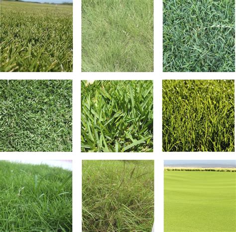 Types Of Grasses : Types Of Lawn Grasses Lawns In Spain / Choosing ...