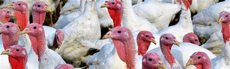 Clean Power from Turkey Poop. Scientists say “poop from the coop”… | by ...