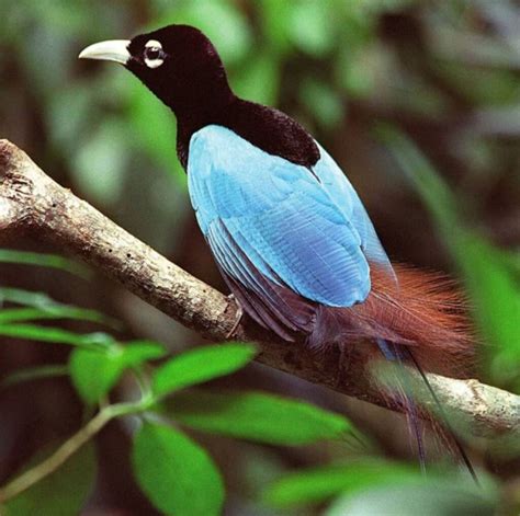 Breathtaking Blue Bird Of Paradise Dances Gracefully As It Shows Off ...