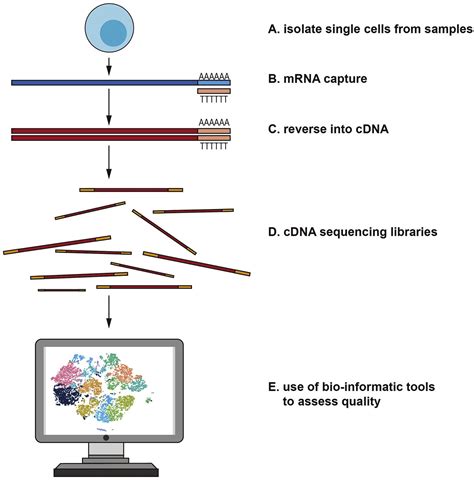 Single-cell RNA sequencing in cancer: Applications, advances, and ...