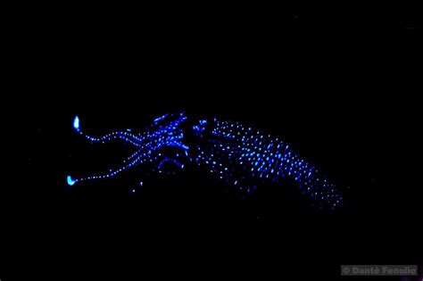 Bioluminescent Squid