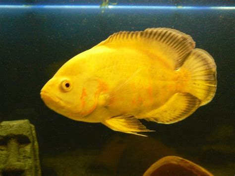 LEMON OSCAR (Astronotus ocellatus) – Aquarists Across Canada