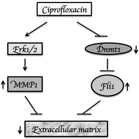 Schematic diagram showing the proposed mechanism of action for the ...