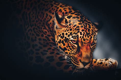 HD wallpaper: wallpaper, background, jaguar, wildlife, animal, leopard ...