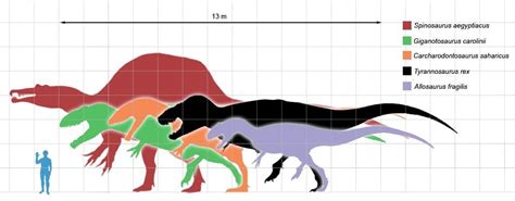 Giganotosaurus Size Comparison To T Rex