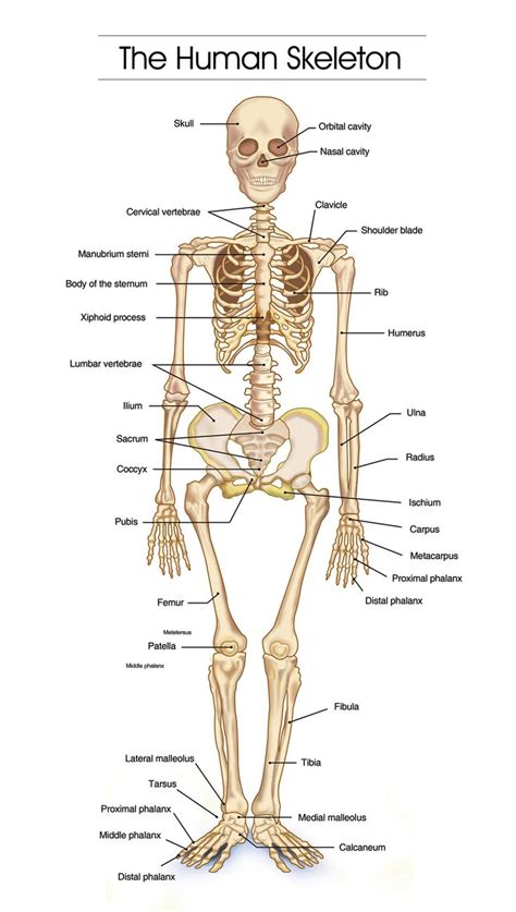 Human Bone Diagram Labeled