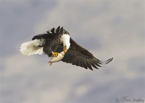 Eagle Gallery: scary bald eagle diet