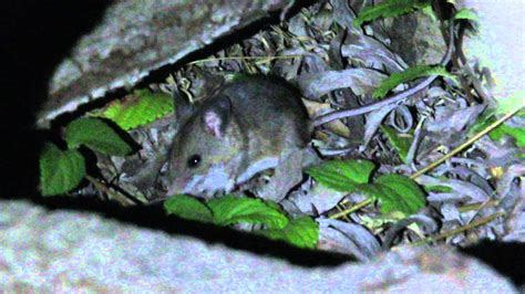 Peromyscus sp. - YouTube