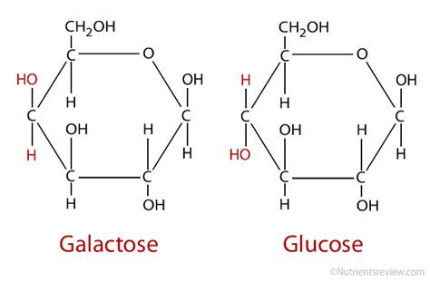 Galactose - Alchetron, The Free Social Encyclopedia