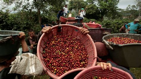 Coorg coffee isn't behind western ghats flood, climate change — Quartz ...