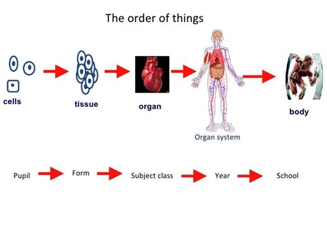 BILINGUAL SCHOOL: JOSÉ MARÍN "FATEGO": CELLS-TISSUES-ORGANS... THEORY ...