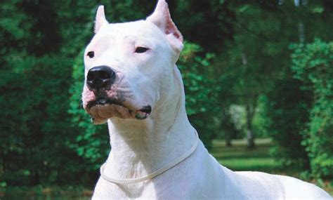 Dogo Argentino - Temperament, Lifespan, Shedding, Puppy