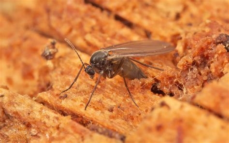 Fungus Gnat laying eggs | Found under bark of a rotting Birc… | Flickr