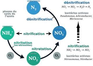 Dénitrification : définition et explications