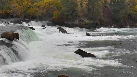 Brooks Falls Brown Bears Snapshot taken by MMT (Marti)🌸 | Explore.org