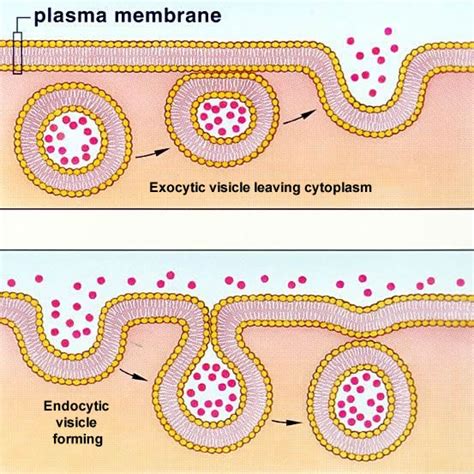 Plant Life: Endocytosis and Exocytosis