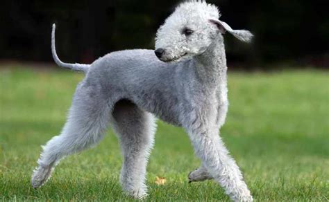 Bedlington Terrier Colors - Anything Terrier